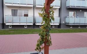 Zielone sasiedztwo 2023 (2)