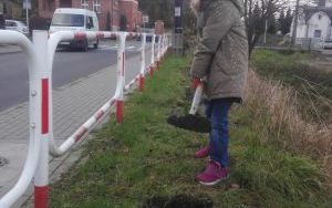 Nasadzenia drzew przy ul. Pastora Michejdy (6)