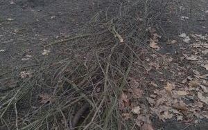Warkocze w Parku im. kpt. Franciszka Stala (2)