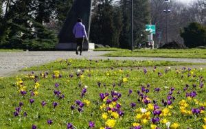 Pomnik Matki Polki w otoczeniu kolorowych krokusów (7)