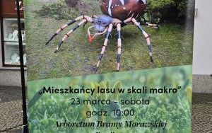 Mali mieszkańcy Arboretum w makro skali (1)