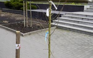 Przy Szkole Muzycznej w Raciborzu pojawiły się nowe nasadzenia (2)