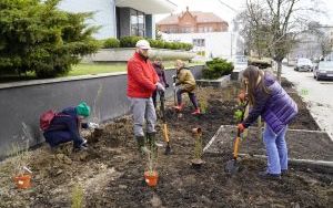 Przy Szkole Muzycznej w Raciborzu pojawiły się nowe nasadzenia (3)