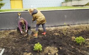 Przy Szkole Muzycznej w Raciborzu pojawiły się nowe nasadzenia (5)