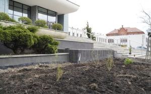 Przy Szkole Muzycznej w Raciborzu pojawiły się nowe nasadzenia (8)