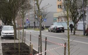 Przy Szkole Muzycznej w Raciborzu pojawiły się nowe nasadzenia (10)