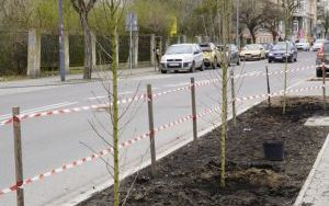 Przy Szkole Muzycznej w Raciborzu pojawiły się nowe nasadzenia (12)