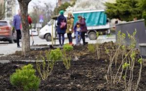 Przy Szkole Muzycznej w Raciborzu pojawiły się nowe nasadzenia (14)