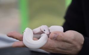 Moc atrakcji na pikniku z okazji powitania wiosny (7)