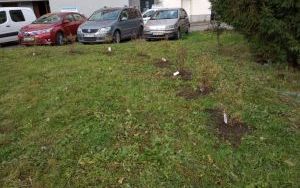Przywracamy zielone podwórze w środku miasta (7)