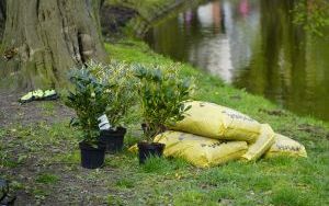 50 różaneczników przyozdobiło Park Roth (6)