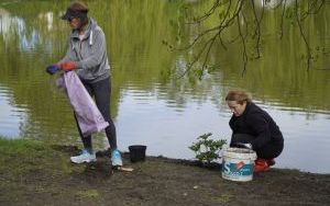 50 różaneczników przyozdobiło Park Roth (7)