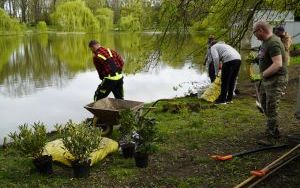 50 różaneczników przyozdobiło Park Roth (9)