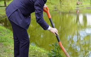 50 różaneczników przyozdobiło Park Roth (1)