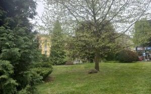 Skwer Augusta Bernerta w Raciborzu (2)