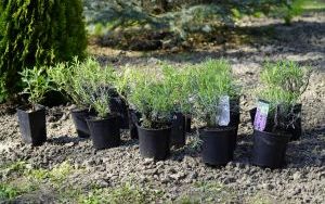 Park Stala zmienia się nie do poznania (16)