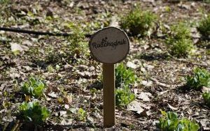 Park Stala zmienia się nie do poznania (19)
