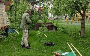 Dwie wyjątkowe grusze upiększyły Park Jordanowski (3)