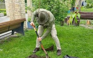 Dwie wyjątkowe grusze upiększyły Park Jordanowski (4)