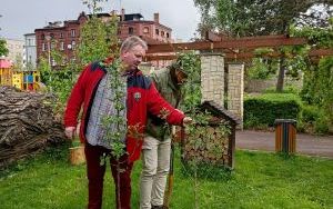 Dwie wyjątkowe grusze upiększyły Park Jordanowski (5)