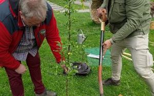 Dwie wyjątkowe grusze upiększyły Park Jordanowski (10)