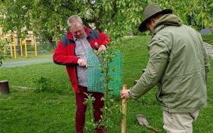 Dwie wyjątkowe grusze upiększyły Park Jordanowski (12)