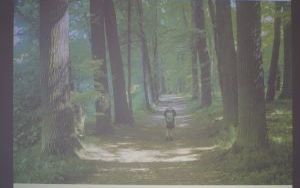 Inauguracja jubileuszu 20-lecia Arboretum Bramy Morawskiej w Raciborzu (2)
