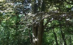 Dzieci ze Szkolnego Zespołu Antysmogowego z wizytą w Arboretum Bramy Morawskiej w Raciborzu (15)
