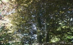 Dzieci ze Szkolnego Zespołu Antysmogowego z wizytą w Arboretum Bramy Morawskiej w Raciborzu (16)