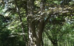 Dzieci ze Szkolnego Zespołu Antysmogowego z wizytą w Arboretum Bramy Morawskiej w Raciborzu (2)