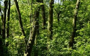 Dzieci ze Szkolnego Zespołu Antysmogowego z wizytą w Arboretum Bramy Morawskiej w Raciborzu (13)