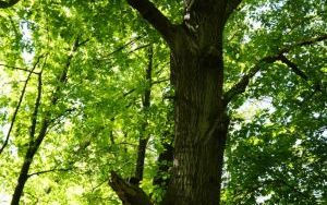 Dzieci ze Szkolnego Zespołu Antysmogowego z wizytą w Arboretum Bramy Morawskiej w Raciborzu (15)