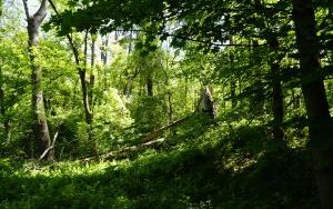 Dzieci ze Szkolnego Zespołu Antysmogowego z wizytą w Arboretum Bramy Morawskiej w Raciborzu (1)