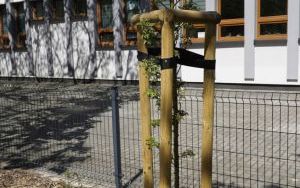 Mikoryzacja głogów jednoszyjkowych przy ulicy Ogrodowej (5)