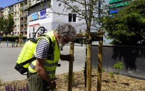 Mikoryzacja głogów jednoszyjkowych przy ulicy Ogrodowej (8)