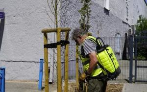 Mikoryzacja głogów jednoszyjkowych przy ulicy Ogrodowej (10)