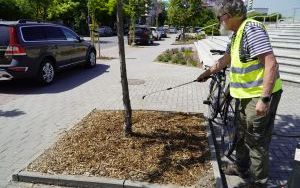 Mikoryzacja głogów jednoszyjkowych przy ulicy Ogrodowej (11)