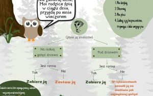 Co zrobić w przypadku znalezienia młodego dzikiego zwierzęcia (1)