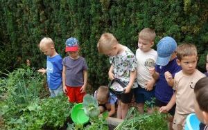 Mali ogrodnicy dbają o swoje warzywniki i delektują się pierwszymi zbiorami (5)