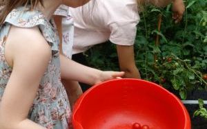 Mali ogrodnicy dbają o swoje warzywniki i delektują się pierwszymi zbiorami (6)