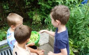 Mali ogrodnicy dbają o swoje warzywniki i delektują się pierwszymi zbiorami (8)