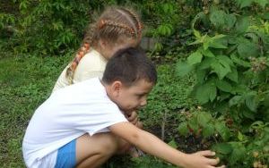 Mali ogrodnicy dbają o swoje warzywniki i delektują się pierwszymi zbiorami (8)