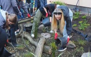 Ogród deszczowy przy P23 pomaga oszczędzać wodę i cieszy zielenią (9)
