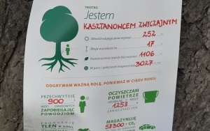 Drzewa Raciborza w europejskiej kampanii wyceny wartości drzew #EUTreeTag (8)