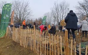 Las Miyawaki w Rybniku. Raciborskie urzędniczki pomogły zasadzić drzewa i krzewy (3)
