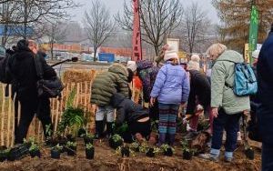 Las Miyawaki w Rybniku. Raciborskie urzędniczki pomogły zasadzić drzewa i krzewy (6)