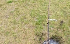 Amatorski kącik szachowy oraz wzbogacenie terenów zielonych wokół ZSP nr 1 w Raciborzu o nowe nasadzenia (11)