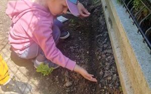 Wymiana piaskownicy na placu zabaw przy ZSP3, utworzenie rabaty (18)