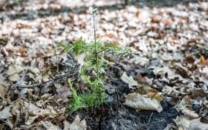 1350 nowych sadzonek w ABM dzięki firmie Posadzimy.pl (3)