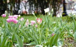 Racibórz zieleni się na wiosnę – wspólna akcja sadzenia roślin dla lepszego klimatu (3)